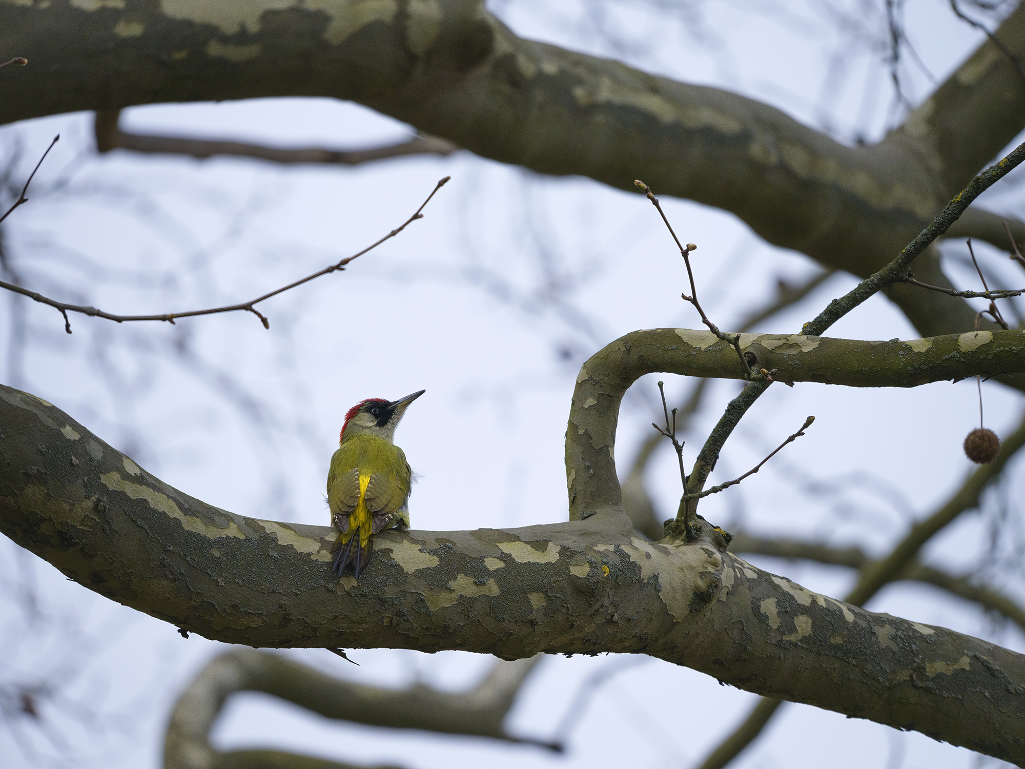 Grünspecht-Weibchen ...
